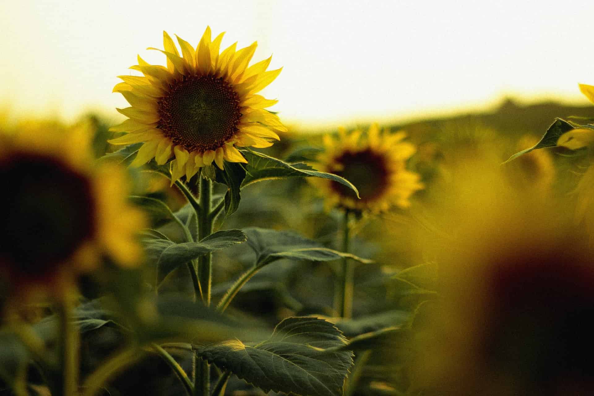 Is Sunflower Farm Crypto (SFF) a good investment in 2022
